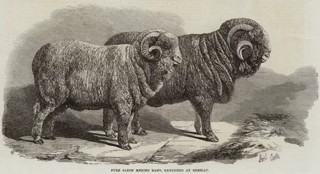 Merino Rams saxões puros, exibido em Breslau